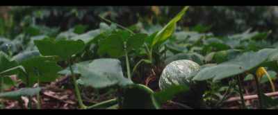 With highly diversified
local food systems, - 2040
