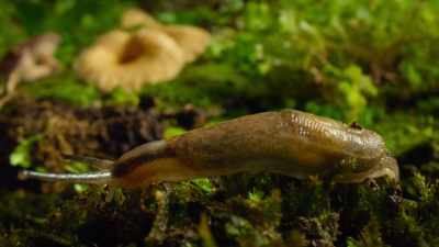 With just a hint of a shell on its back, - Our Great National Parks