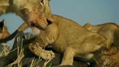 With Kali and her sister
working together, - Serengeti