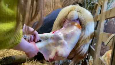 With lambing in full swing, - Our Yorkshire Farm