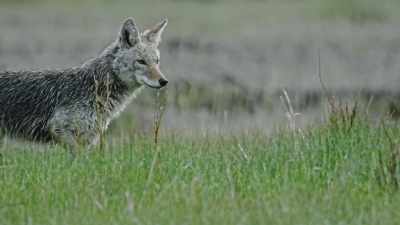 With larger prey claimed
by bigger predators, - Epic Yellowstone