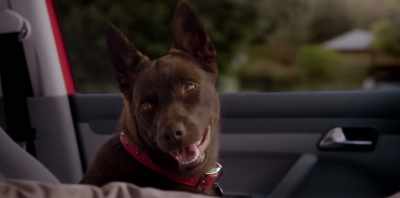 With Lassie, Benji,
Rin Tin Tin, Milo, Otis. - Koko: A Red Dog Story