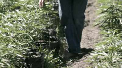 With legalization,
we can clean up our community, - Murder Mountain