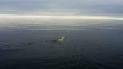 With less summer sea ice
from which to hunt seals, - Frozen Planet II