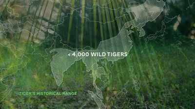 With less than 4,000
tigers left in the wild, - Trafficked with Mariana van Zeller