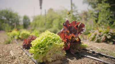 With lettuce, the most
important thing - What Am I Eating? With Zooey Deschanel
