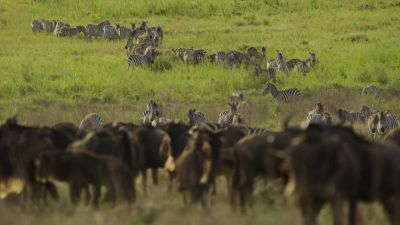 With so many animals grazing on the savanna, - Big Beasts