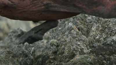 With so many babies out in the open,
this could be a feast. - Prehistoric Planet