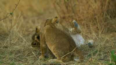 With so many cubs to care for, - Serengeti