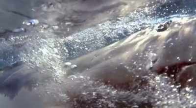 With that many daggers,
this shark may not need as - Shark Attack Files
