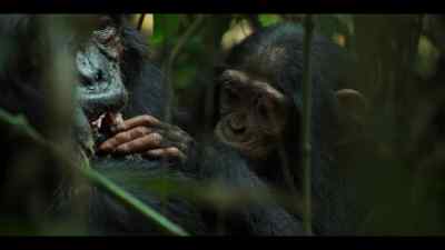 With this many kills, - Chimp Empire