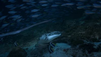 With so many predators about at night... - Earth at Night in Color