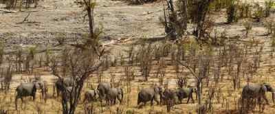 With so many thirsty elephants, - Our Universe