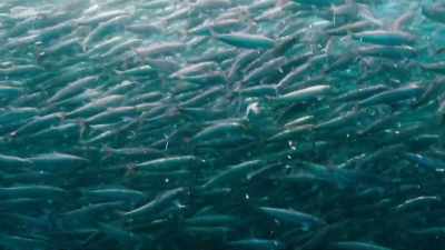 With meaningful protection,
we can replenish our seas, - Wild Isles