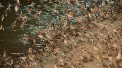 With mesmerizing rhythm, - Our Great National Parks
