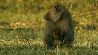 With so much against him, how will
Bakari keep the baby alive? - Serengeti