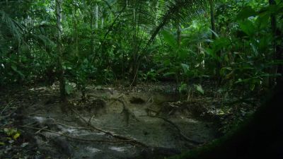 With so much danger on the forest floor, - Hostile Planet