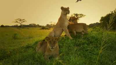 With so much hunger,
it can't come a moment too soon. - Serengeti