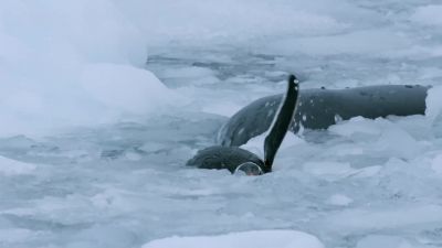 With so much prey about, there's no rush. - Hostile Planet