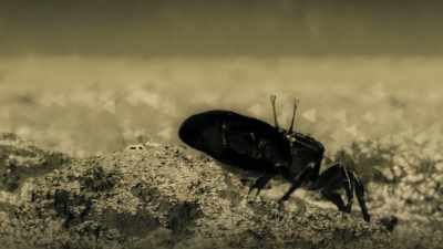With this new camera,
the team hoped to find out - Attenborough's Life in Colour