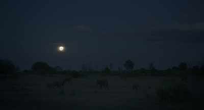 With nightfall, Athena knows
she has to be especially vigilant. - The Elephant Queen
