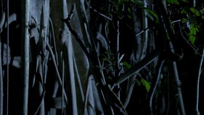 With no element of surprise, the python has no chance. - Hostile Planet