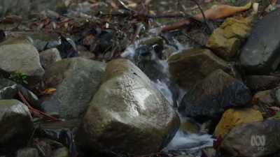 With no large predators
to worry them, - David Attenborough's Tasmania