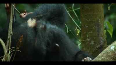 With no mother to learn from... - Chimp Empire