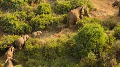 With no rain for weeks, - Wild Babies