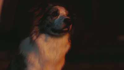 With your nose and brain, - Junkyard Dogs