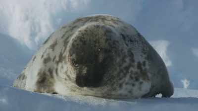 With only one day in the year
in which to mate, - Frozen Planet II
