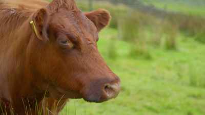 With over 1,000 sheep
and an array of cows, chickens - Our Yorkshire Farm