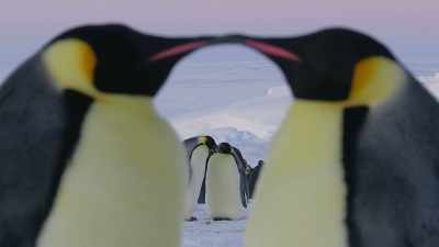With parents as devoted as Pico's, - Wild Babies