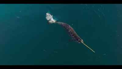 With pinpoint precision,
this tusker separates a single char. - Our Oceans