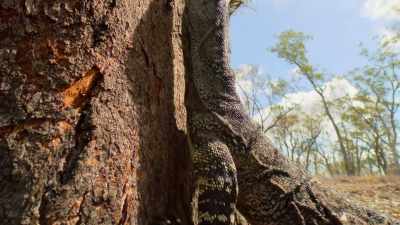 With powerful hooked claws,
these monster lizards even climb trees. - Tiny World