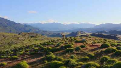 With puma numbers still low, - Our Great National Parks