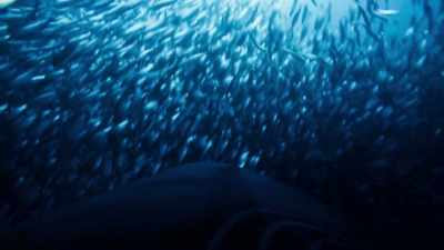 With revolutionary technology,
we can enter new worlds... - Blue Planet II