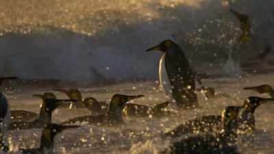 With sea ice disappearing, - Our Planet