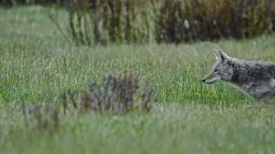 With sharp hearing
and swift reflexes, - Epic Yellowstone