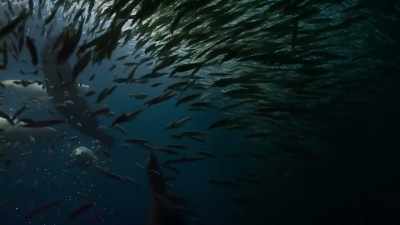 With such drastic changes
in the marine menu, - Our Planet