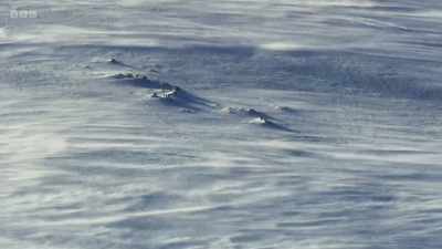 ..with temperatures dropping
to -27 degrees centigrade. - Wild Isles