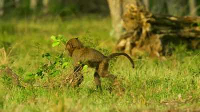 With the baby exploring more, - Serengeti