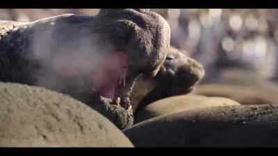 With the beach overcrowded,
tensions are growing. - Our Oceans