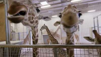 With the change of weather, - Secrets of the Zoo