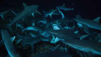 With the current building, - Blue Planet II