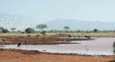 With the dry season setting in,
there's no going back. - The Elephant Queen