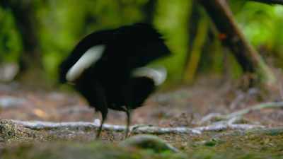With the female getting closer,
it's time for move two. - Dancing with the Birds
