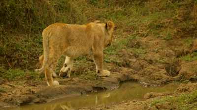 With the great pride
protecting the cubs, - Serengeti