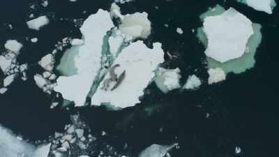 With the ice floe
having broken in two, - Frozen Planet II