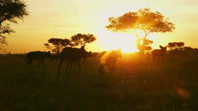 With the land reborn, - Serengeti